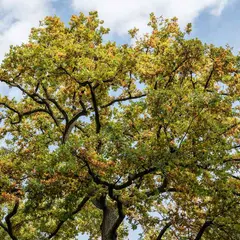 Histoires en familles : Auprès de mon arbre