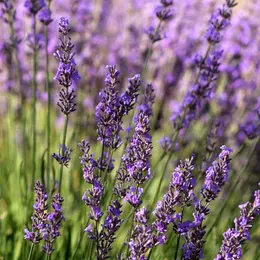 Huiles essentielles : les vertus des plantes