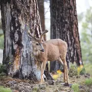Humanimal Les animaux font leur numéro