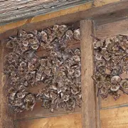 Identification  et écologie acoustique des Chiroptères, Battements zéro