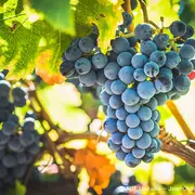 Il était un vin au Château de l'Aulée