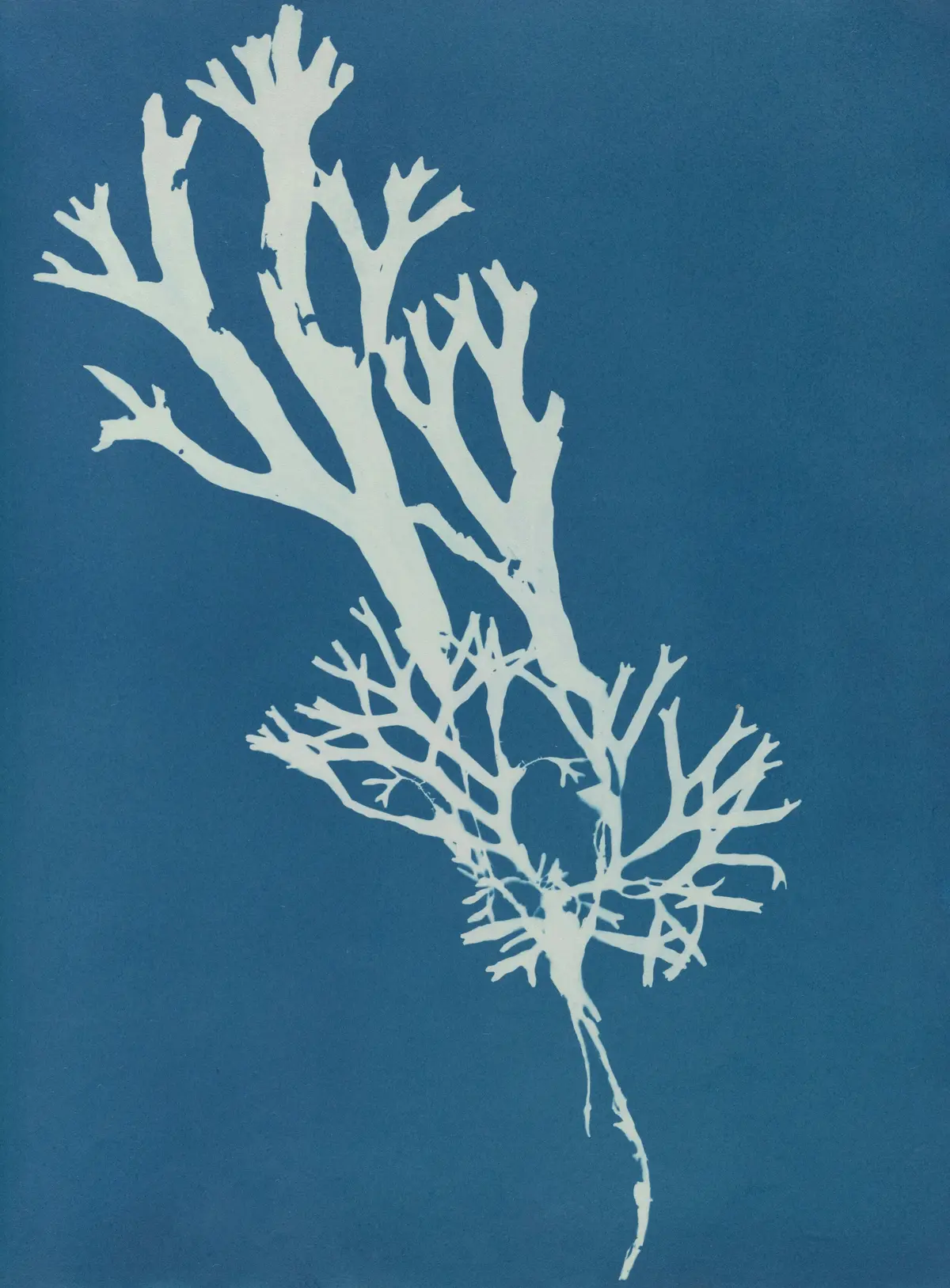 Il était une fois la mer : Initiation à la technique du cyanotype