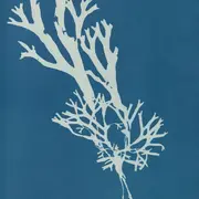 Il était une fois la mer : Initiation à la technique du cyanotype