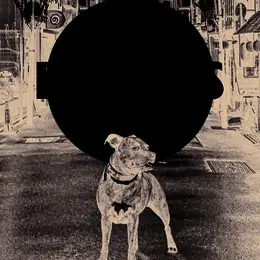 Bâtards, le roman de JB Hanak sorti en avril 2026, plonge dans une tournée électro underground au Japon entre deux frères, humour noir et quête des origines