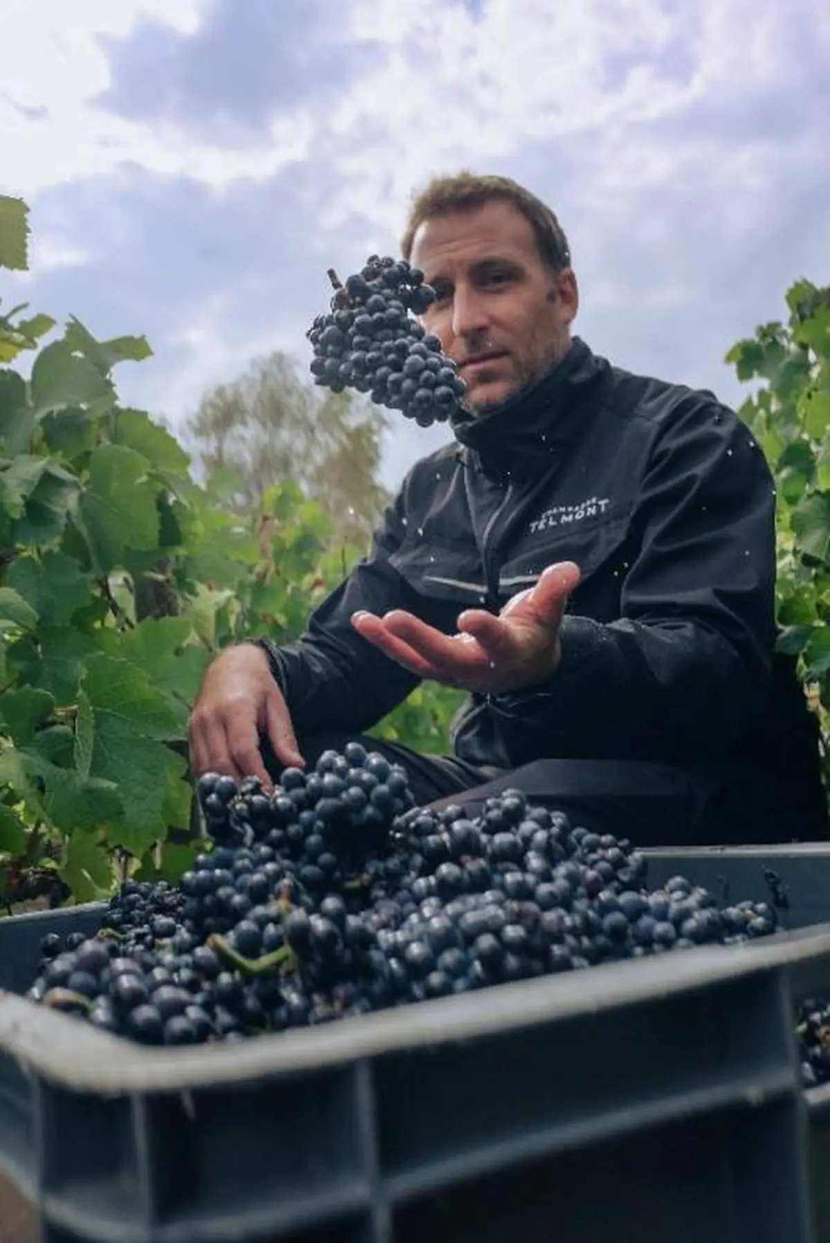 Vendanges 2026 à la Maison Telmont : un millésime de champagne d'exception à Damery