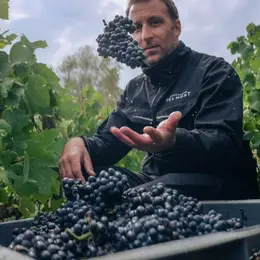 Vendanges 2026 à la Maison Telmont : un millésime de champagne d'exception à Damery