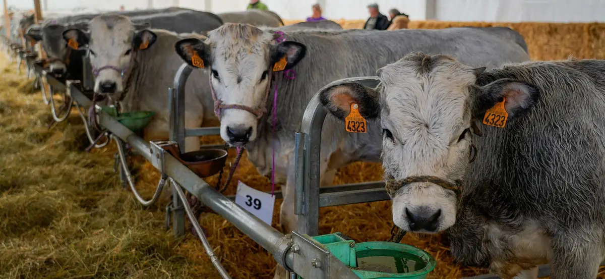 Salon Fleuron Gascon des Pyrénées au Barcarès : race bovine, Label Rouge et éleveurs en fête