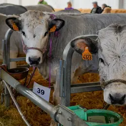 Salon Fleuron Gascon des Pyrénées au Barcarès : race bovine, Label Rouge et éleveurs en fête