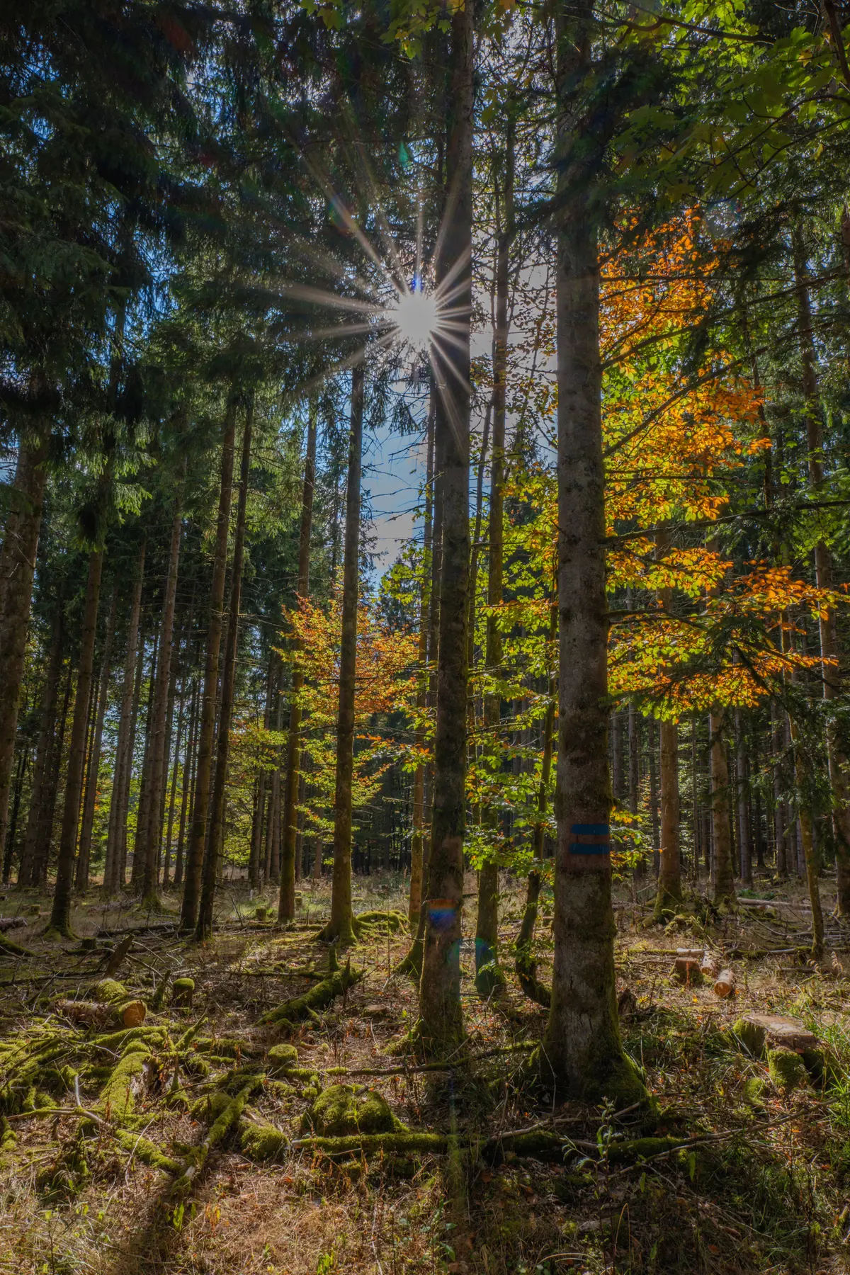 L'automne dans la Vallée de la Bruche : des paysages aux couleurs flamboyantes en Alsace