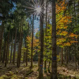 L'automne dans la Vallée de la Bruche : des paysages aux couleurs flamboyantes en Alsace