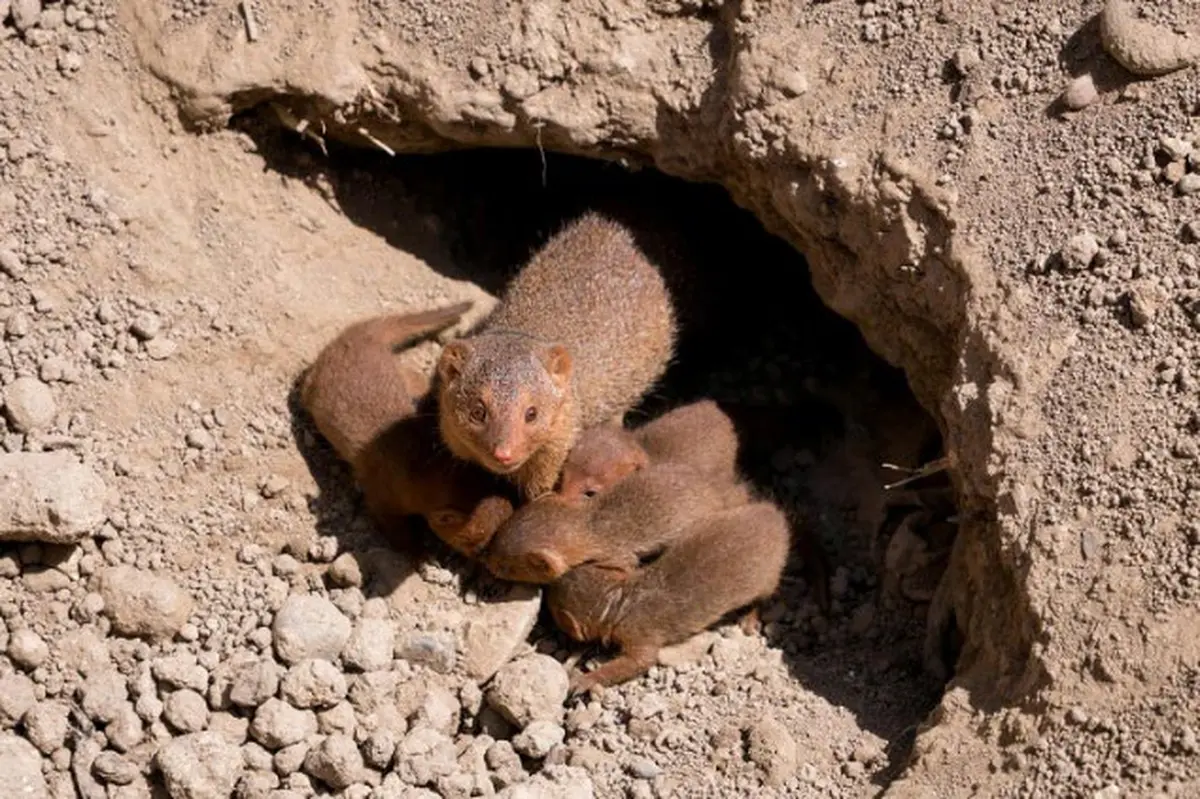Plus de 20 naissances au zoo de Mulhouse ce printemps : des espèces rarissimes voient le jour dans le Haut-Rhin