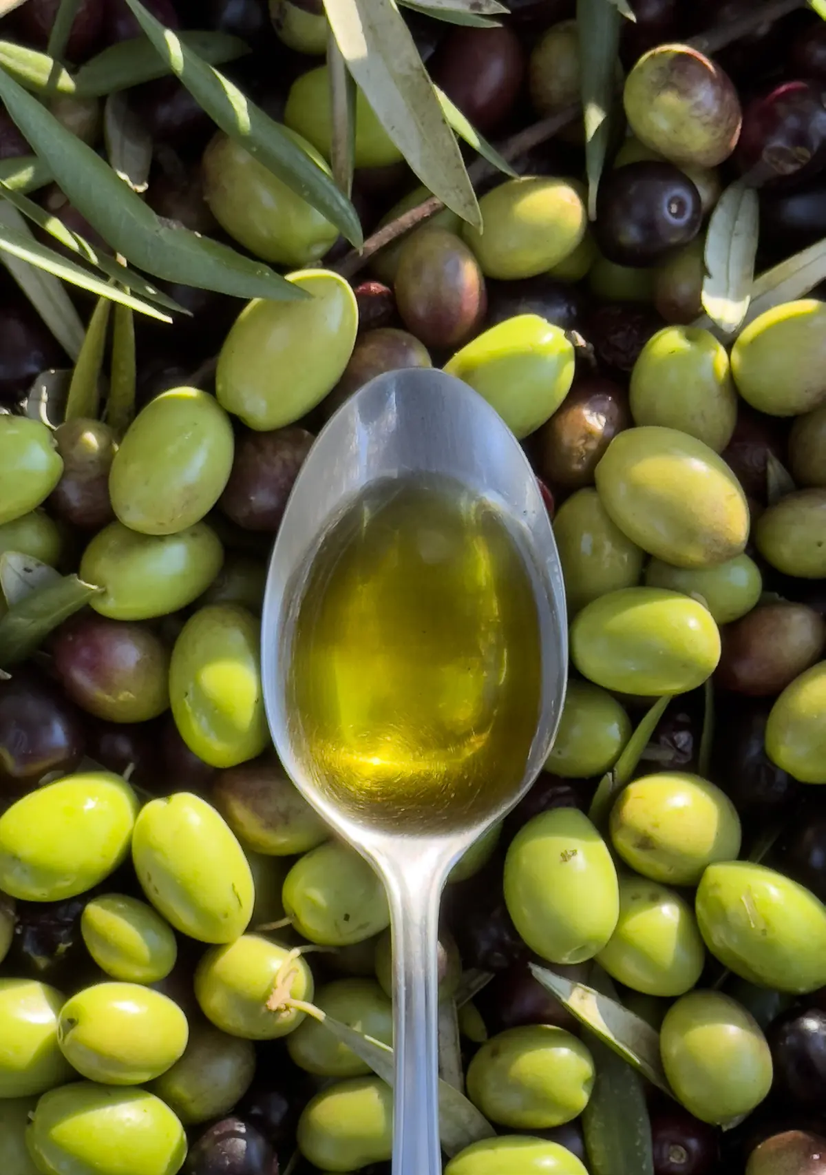 Quintesens lance une huile d'olive biologique avec jusqu'à 880 mg de polyphénols, soit cinq fois plus que les huiles classiques du marché