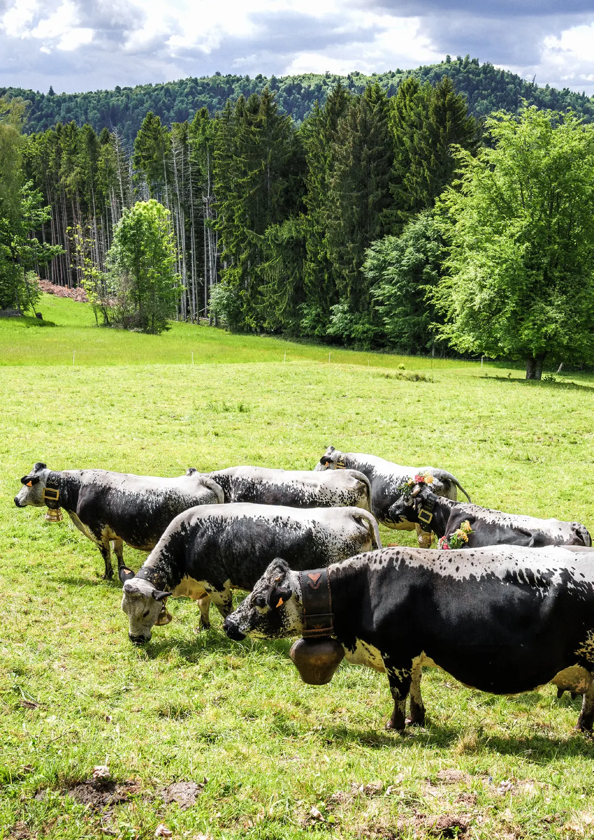 Le Massif des Vosges, un territoire en transition soutenu par la Région Grand Est