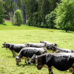Le Massif des Vosges, un territoire en transition soutenu par la Région Grand Est