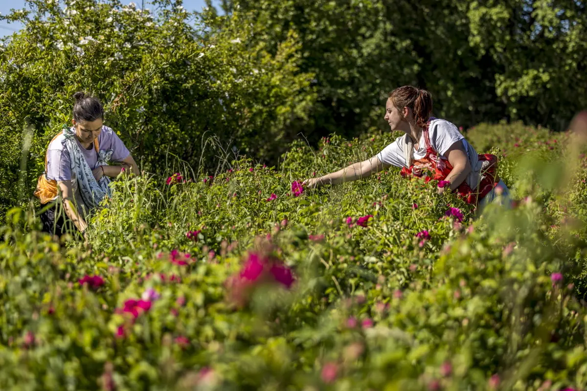 Immersion au pays des plantes à parfum, aromatiques & médicinales - Stage 2 jours