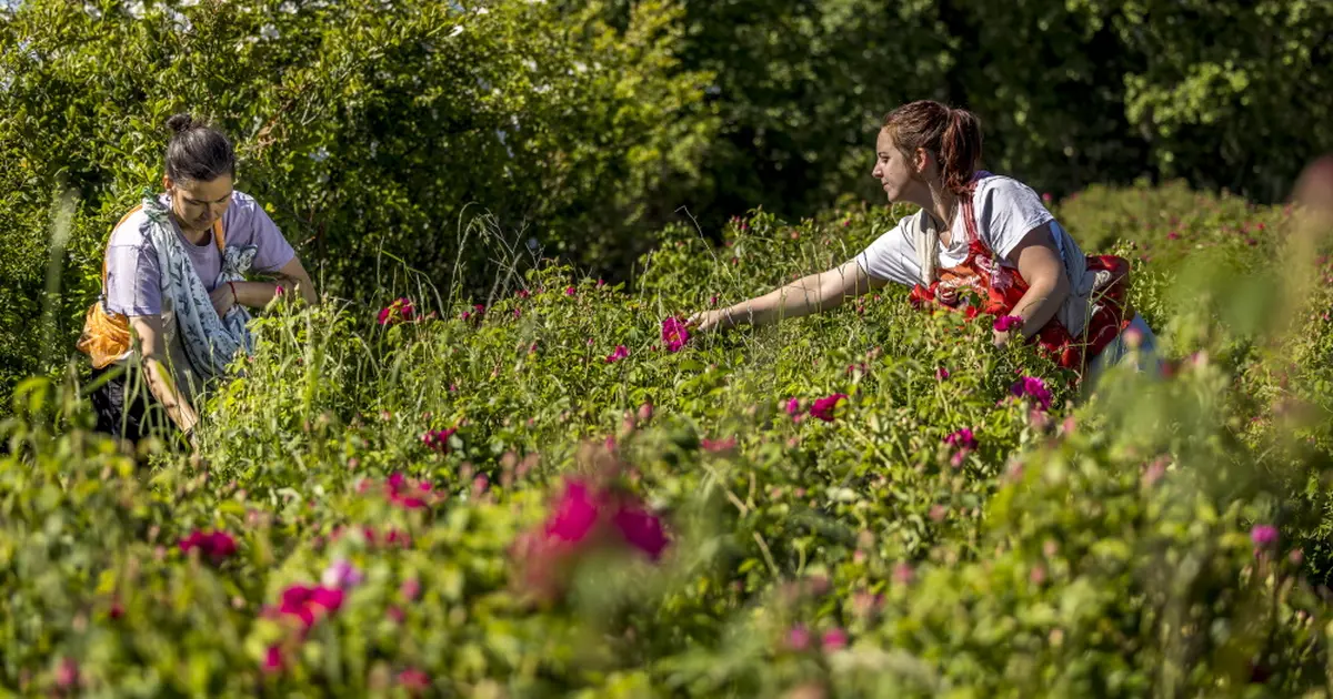 Immersion au pays des plantes à parfum, aromatiques & médicinales - Stage 2 jours