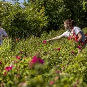 Immersion au pays des plantes à parfum, aromatiques & médicinales - Stage 2 jours