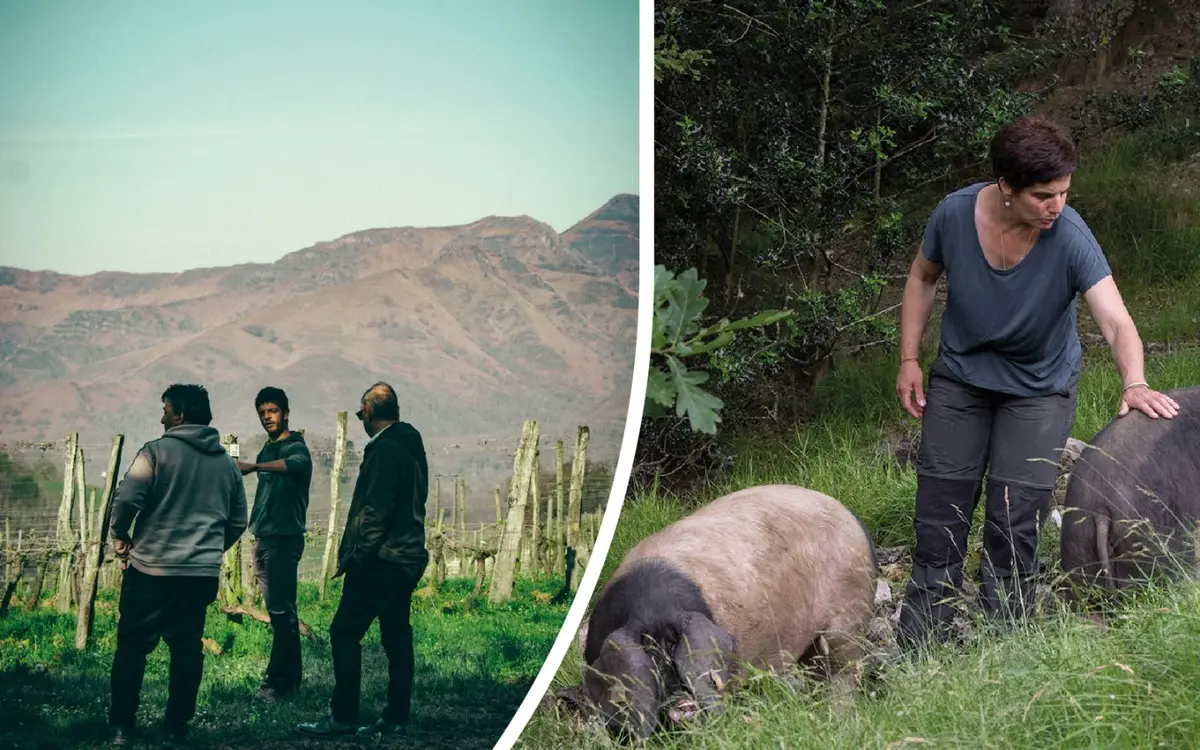 Immersion en territoir basque : Plongez au cœur du modèle coopératif basque avec Belaun et La Cave d’Irouléguy