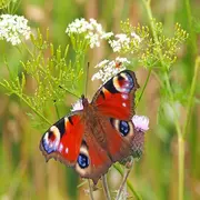 Inauguration du Jardin sur les Plantes médicinales & la Biodiversité