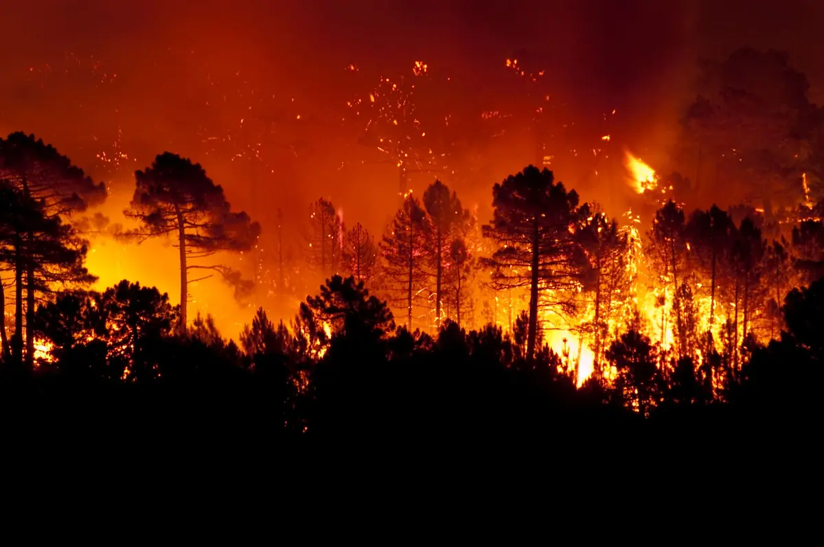 Incendies en Gironde et dans les Landes : les villes du Pays Basque se mobilisent pour les sinistrés