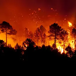 Incendies en Gironde et dans les Landes : les villes du Pays Basque se mobilisent pour les sinistrés