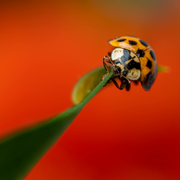 Incroyables insectes