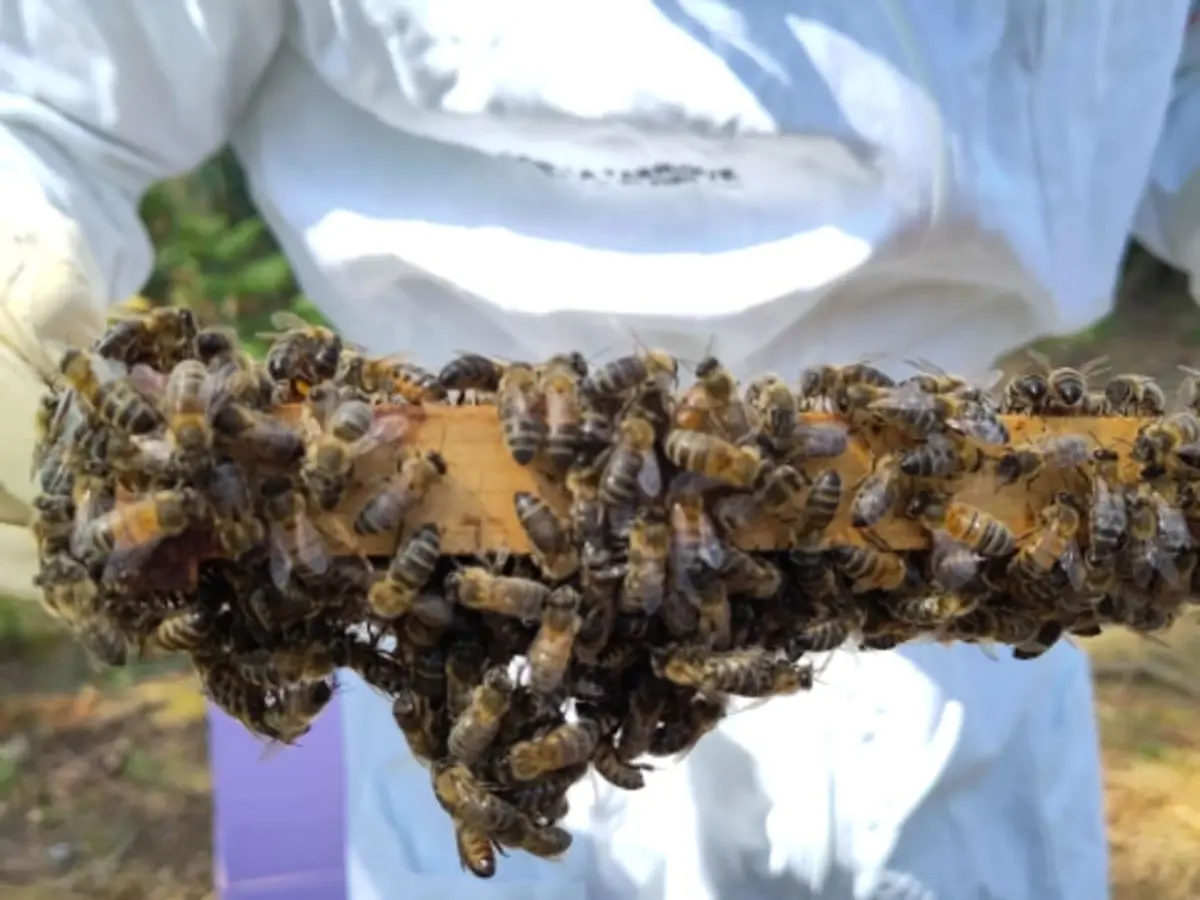 Initiation à l'apiculture et à la dégustation du miel (33)