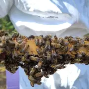 Initiation à l'apiculture et à la dégustation du miel (33)