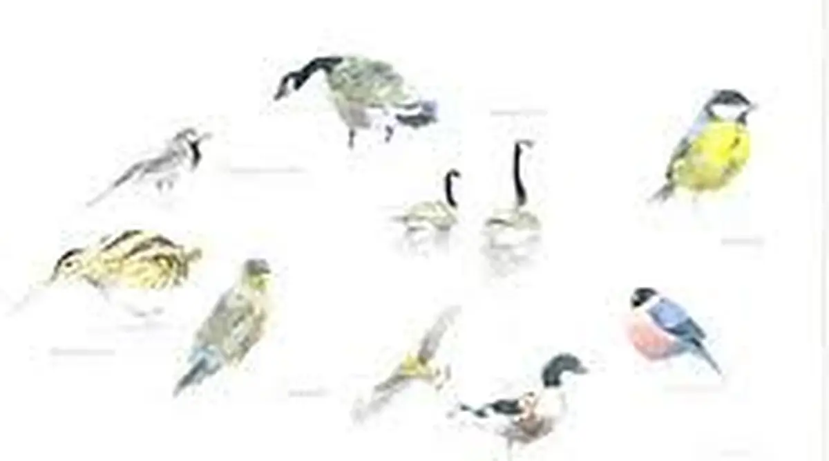 Initiation à l'aquarelle naturaliste