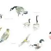 Initiation à l'aquarelle naturaliste