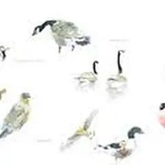 Initiation à l'aquarelle naturaliste