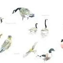 Initiation à l'aquarelle naturaliste