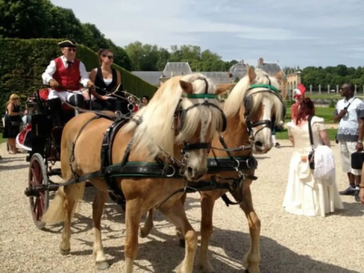 Initiation à l'attelage et balade à coté de Tournan-en-Brie (77)