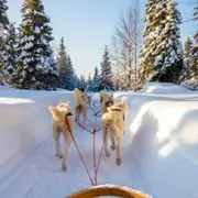 Initiation à la conduite de chiens de traineau à Avoriaz (74)