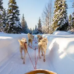 Initiation à la conduite de chiens de traineau à Avoriaz (74)