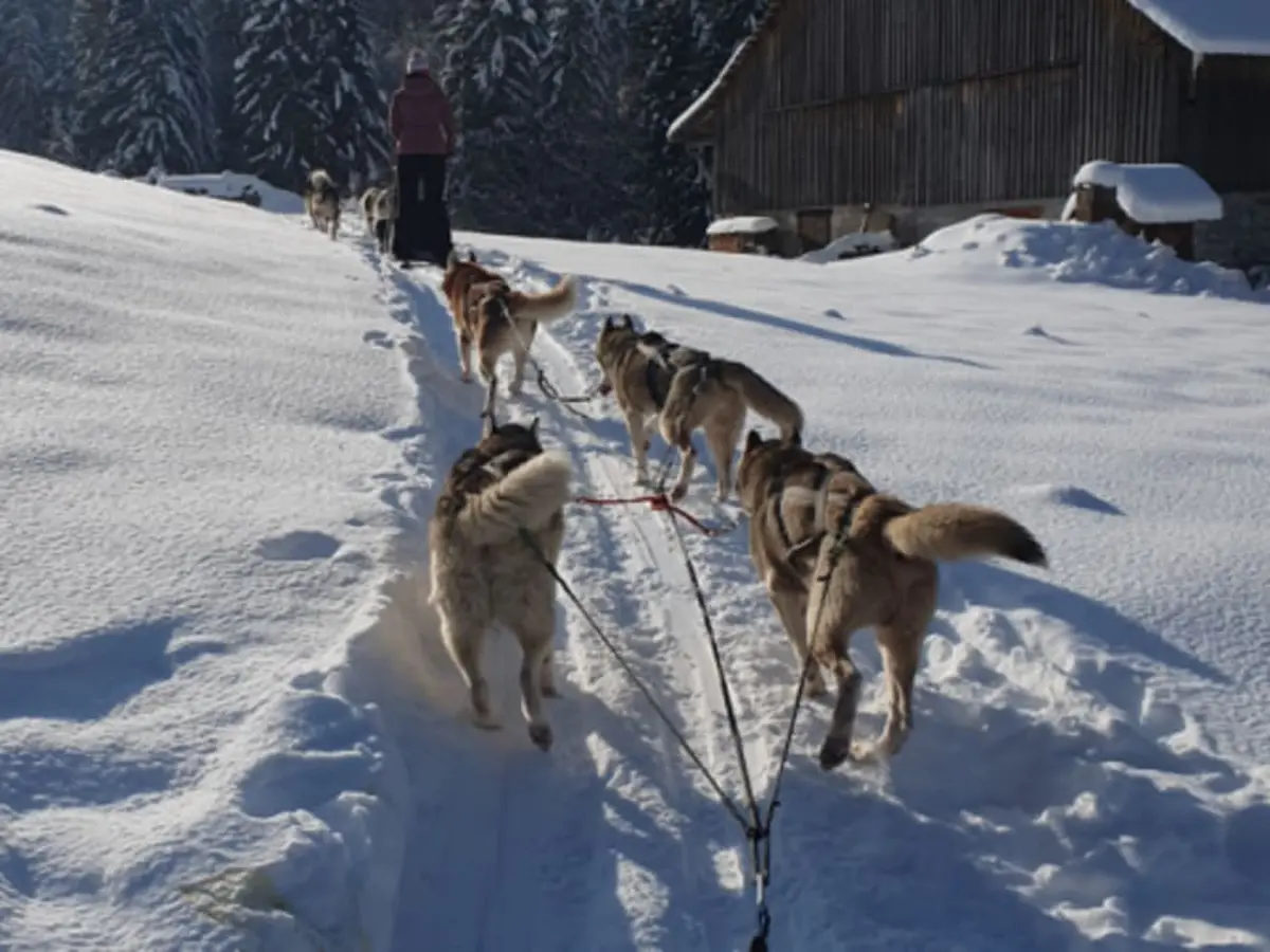 Initiation à la conduite de chiens de traîneau à Vailly (74)