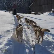 Initiation à la conduite de chiens de traîneau à Vailly (74)