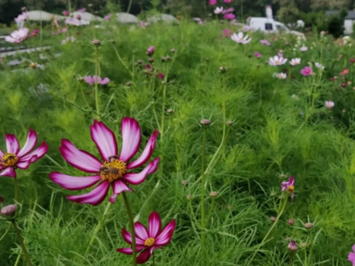 Initiation à la cueillette de fleurs à Montardon
