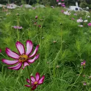 Initiation à la cueillette de fleurs à Montardon