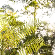 Initiation à la cueillette des champignons