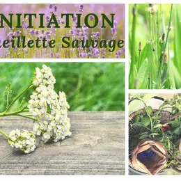 Initiation à la cueillette sauvage