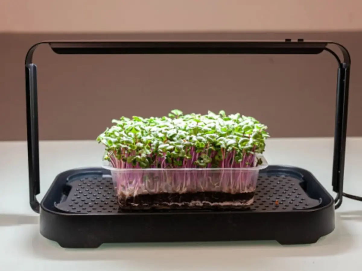 Initiation à la culture de micropousses à Montpellier (34)