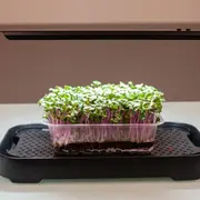 Initiation à la culture de micropousses à Montpellier (34)