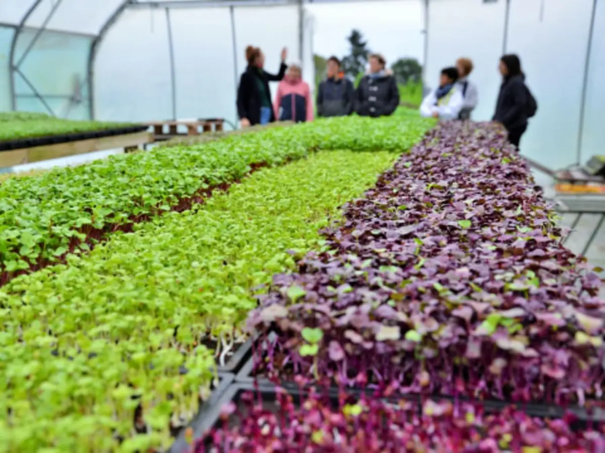 Initiation à la culture de micropousses à Vern-sur-Seiche (35)