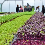 Initiation à la culture de micropousses à Vern-sur-Seiche (35)