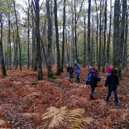 Initiation à la découverte des champignons