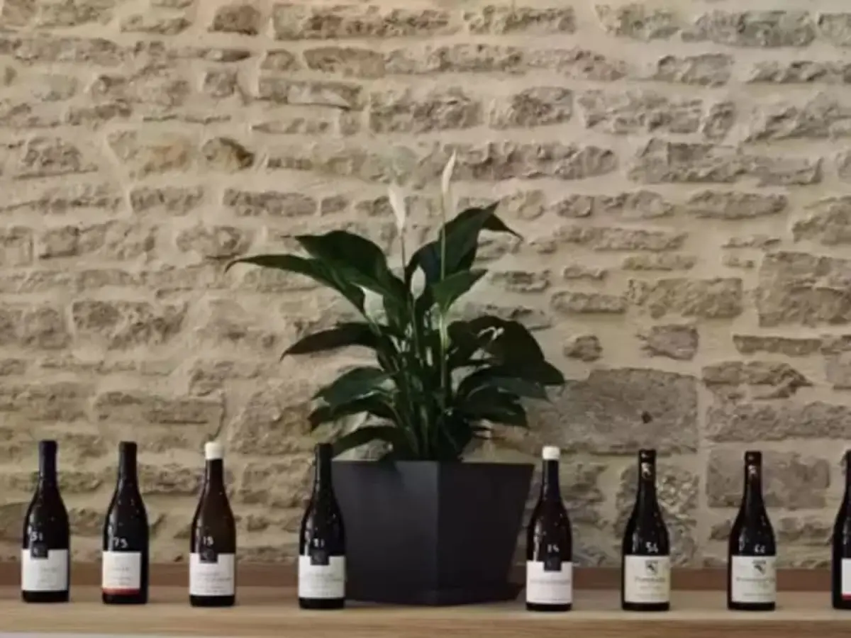 Initiation à la dégustation de vins prestigieux à Beaune (21)