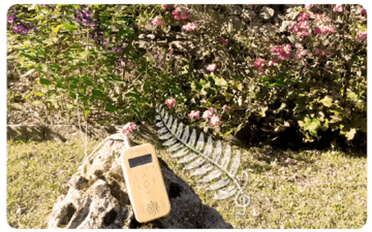Initiation à la musique des plantes