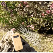 Initiation à la musique des plantes