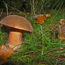 Initiation à La Mycologie : La Vie Mystérieuse Des Champignons